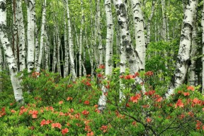 世界游泳锦标赛赛后经济影响评估报告发布，世界游泳锦标赛发奖